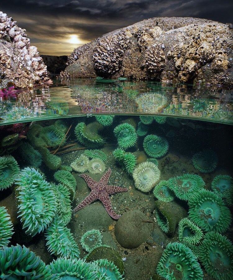 The Tide Pool